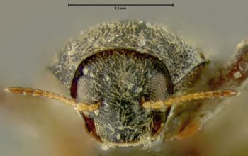 Media type: image;   Entomology 24461 Aspect: head frontal view